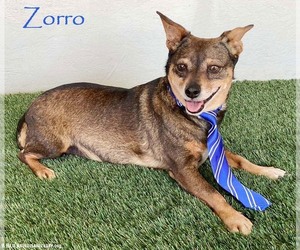 Chihuahua-Unknown Mix Dogs for adoption in San Diego, CA, USA