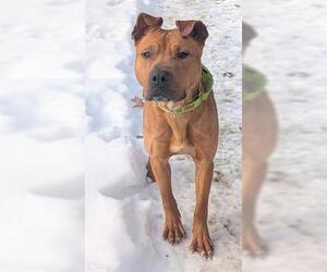 American Pit Bull Terrier Dogs for adoption in Akron, OH, USA