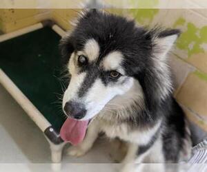 Alaskan Malamute Dogs for adoption in Tulsa, OK, USA
