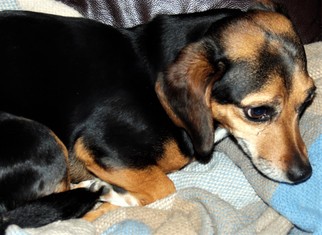 Medium Photo #1 Dachshund-Unknown Mix Puppy For Sale in Lewisburg, TN, USA