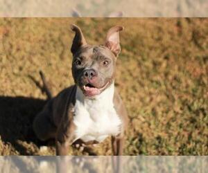 Staffordshire Bull Terrier-Unknown Mix Dogs for adoption in Grovetown, GA, USA