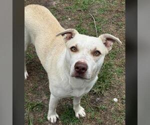 Labrador Retriever-Unknown Mix Dogs for adoption in Conroe, TX, USA