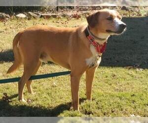 Black and Tan Coonhound-Labrador Retriever-Labrador Retriever Mix Dogs for adoption in Newnan, GA, USA