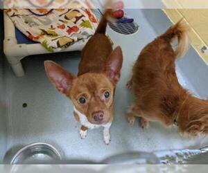 Chihuahua Dogs for adoption in Tulsa, OK, USA