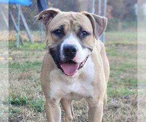 Bullboxer Pit Dogs for adoption in Millersville, MD, USA
