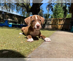 Labrador Retriever-Unknown Mix Dogs for adoption in Orlando, FL, USA