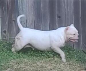 American Bulldog Dogs for adoption in San Antonio, TX, USA