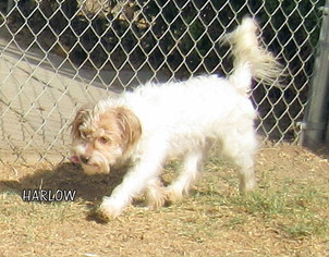 Jack-A-Poo Dogs for adoption in Lindsay, CA, USA
