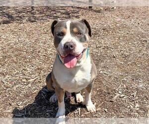 American Pit Bull Terrier Dogs for adoption in Orange, CA, USA