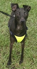 Italian Greyhound Dogs for adoption in Pembroke, GA, USA