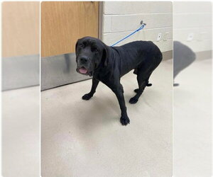 Great Dane Dogs for adoption in Bullard, TX, USA