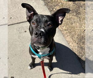 American Pit Bull Terrier-Unknown Mix Dogs for adoption in Fargo, ND, USA