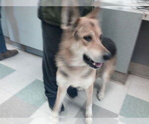 German Shepherd Dog-Unknown Mix Dogs for adoption in Oklahoma City, OK, USA