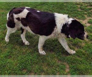 Saint Bernard Dogs for adoption in Martinsburg, WV, USA