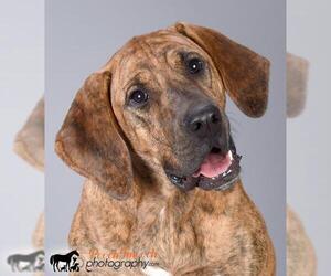 Plott Hound-Unknown Mix Dogs for adoption in Effort, PA, USA