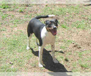 Medium Photo #1 Rat Terrier-Unknown Mix Puppy For Sale in Plano, TX, USA