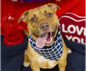 Mutt Dogs for adoption in Placerville, CA, USA