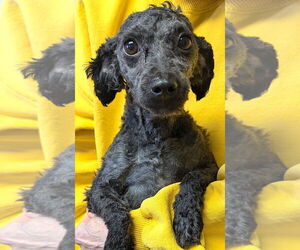 Shih-Poo Dogs for adoption in Mount Airy, NC, USA