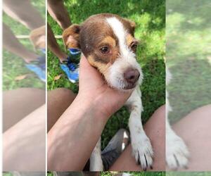 Mutt Dogs for adoption in Magnolia Springs, AL, USA