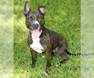 Small American Staffordshire Terrier-Bull Terrier Mix
