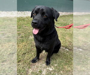 Rottweiler Dogs for adoption in Naples, FL, USA