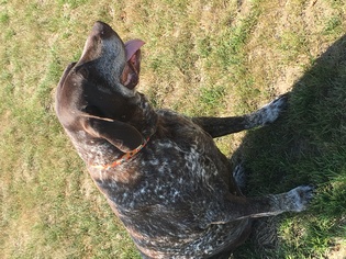 German Shorthaired Pointer Dogs for adoption in Carroll, IA, USA