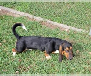 Basset Hound-Unknown Mix Dogs for adoption in Metairie, LA, USA