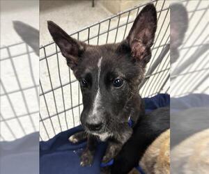 Dutch Shepherd -Unknown Mix Dogs for adoption in Conroe, TX, USA