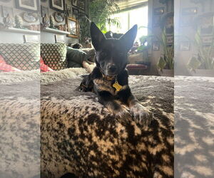 Mutt Dogs for adoption in Sandy, UT, USA