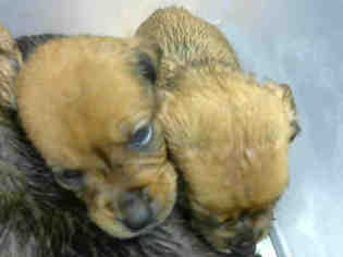 Boxweiler Dogs for adoption in Lufkin, TX, USA