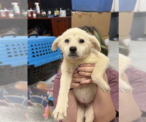 Siberian Husky-Unknown Mix Dogs for adoption in Pasadena, TX, USA