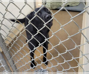 Gerberian Shepsky Dogs for adoption in Anchorage, AK, USA