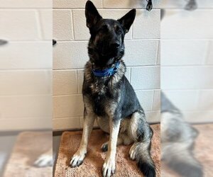 German Shepherd Dog Dogs for adoption in Waterford, VA, USA