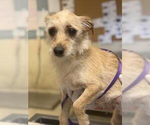 Mutt Dogs for adoption in Riverside, CA, USA