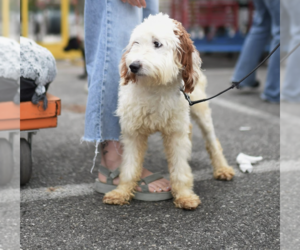 Poodle (Standard)-Unknown Mix Dogs for adoption in Brooklyn, NY, USA