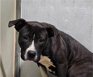 Mutt Dogs for adoption in Bakersfield, CA, USA