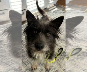 Mutt Dogs for adoption in Newfoundland, PA, USA