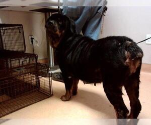 Rottweiler-Unknown Mix Dogs for adoption in Martinez, CA, USA