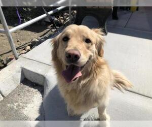 Golden Retriever Dogs for adoption in pomona, CA, USA