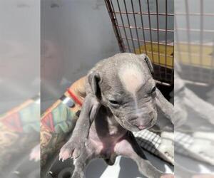 American Pit Bull Terrier-Unknown Mix Dogs for adoption in Houston, TX, USA