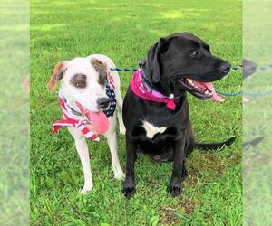 Mastador Dogs for adoption in Parker Ford, PA, USA