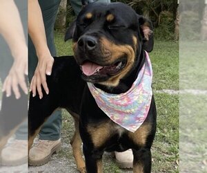 Rottweiler-Unknown Mix Dogs for adoption in Fort Pierce, FL, USA