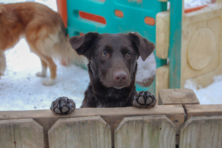Medium Photo #1 Australian Shepherd-Unknown Mix Puppy For Sale in Leavenworth, KS, USA