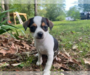 Chihuahua-Unknown Mix Dogs for adoption in Forest, VA, USA