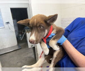 Siberian Husky Dogs for adoption in San Bernardino, CA, USA