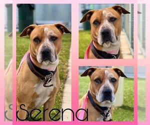 Labrador Retriever-Unknown Mix Dogs for adoption in Pearland, TX, USA