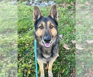 German Shepherd Dog Dogs for adoption in Sacramento, CA, USA