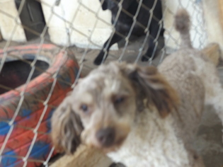 Poodle (Toy) Dogs for adoption in Zaleski, OH, USA