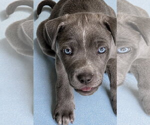 Mutt Dogs for adoption in Rockaway, NJ, USA