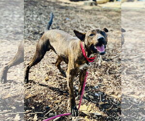 Mutt Dogs for adoption in Clarkesville, GA, USA